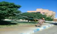 آغاز سم پاشی درختان محوطه
